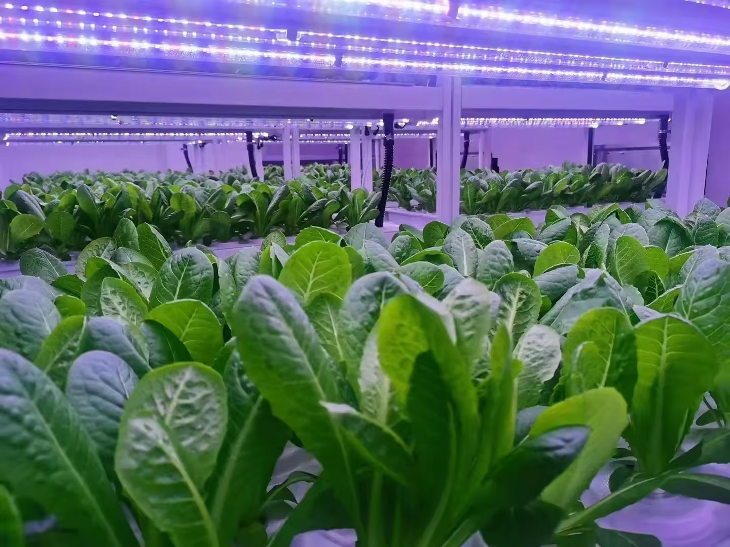 f Greenhouse Agricultural Equi - Agriculture Farming Systems avis et prix