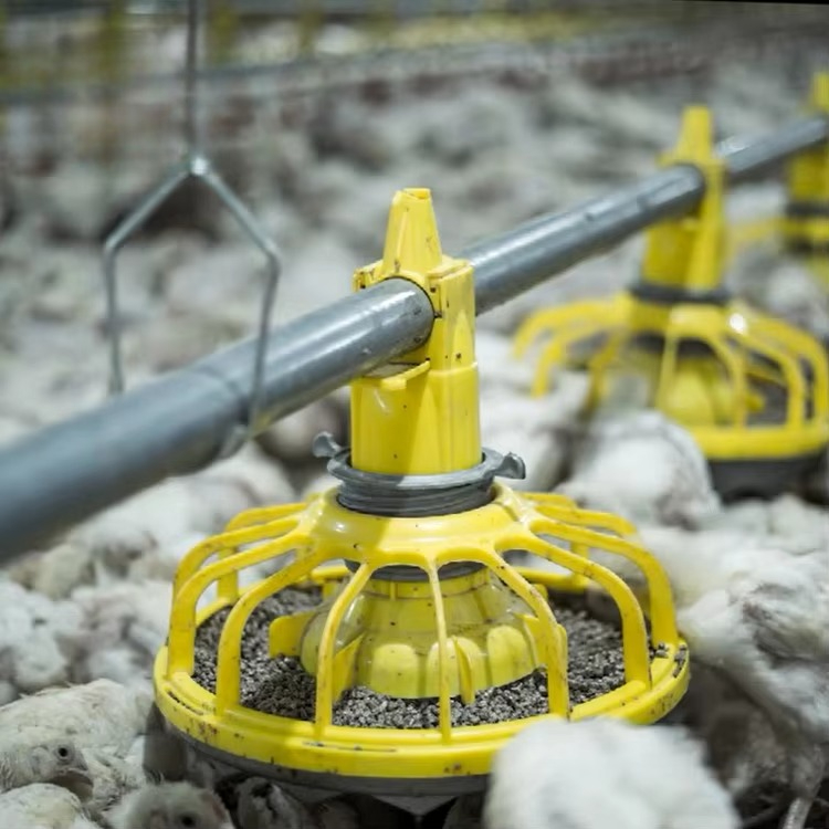 Chicken and poultry agricultur - Agriculture Farming Equipments avis et prix
