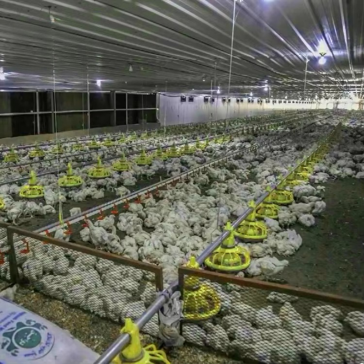 Chicken and poultry agricultur - Agriculture Farming Equipments avis et prix