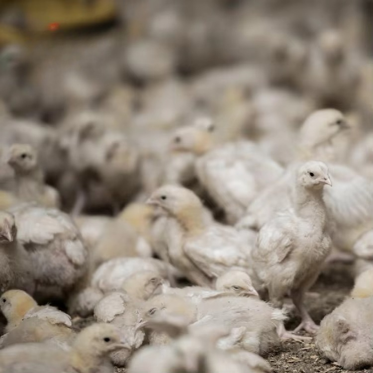 Chicken and poultry agricultur - Agriculture Farming Equipments avis et prix