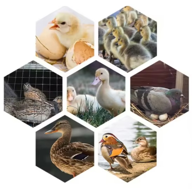 Poultry Egg Incubator Machine  - Poultry Incubator avis et prix